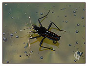 Water cricket on a spring in the Sprengendal (Spring Valley)
