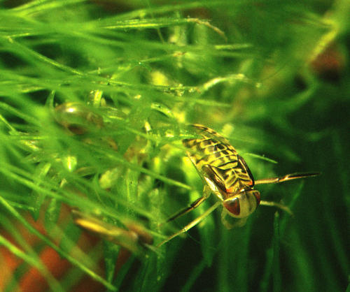 Coryxa spec larva