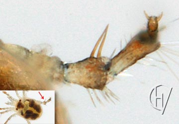 Forelia variegator, mannetje - detail achterpoot 22-06-2013