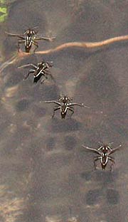 Water crickets on the Mosbeek