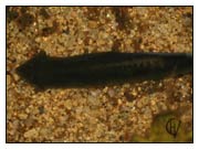 Dugesia gonocephala 21-4-2005
