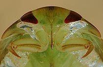 Saucer bug nymph (Ilyocoris cimicoides)